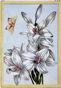 Il grande giglio bianco, c.1766 da Pierre Joseph Buchoz